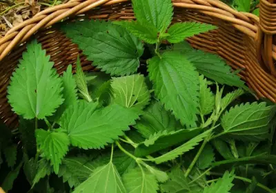 گیاه گزنه و تداخلات دارویی؛ چه کسانی نباید گزنه مصرف کنند؟